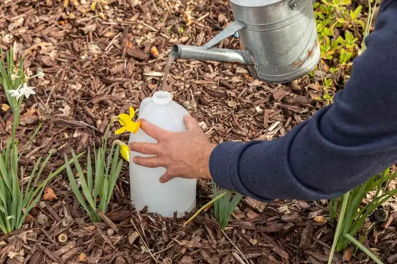 Watering During Peak Sunlight Hours
