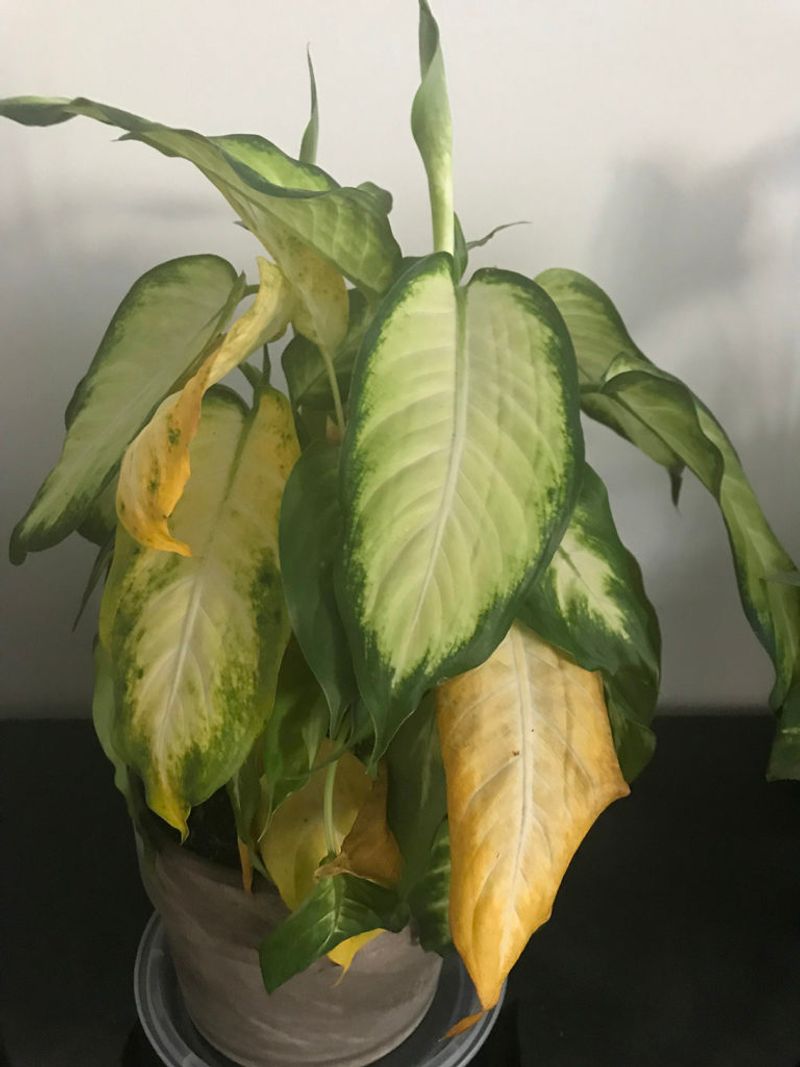 Watering Leaves Not Roots