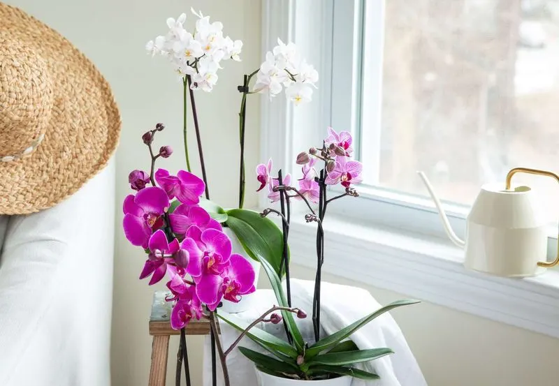 Watering Orchids