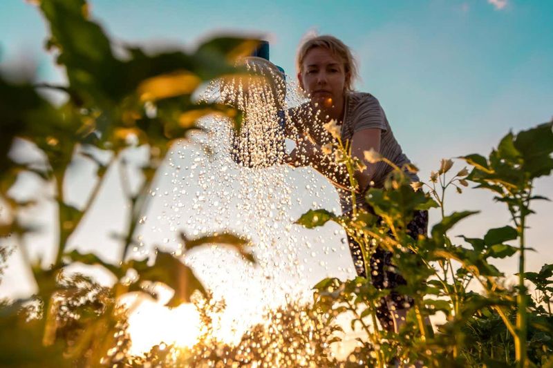 Watering at Noon