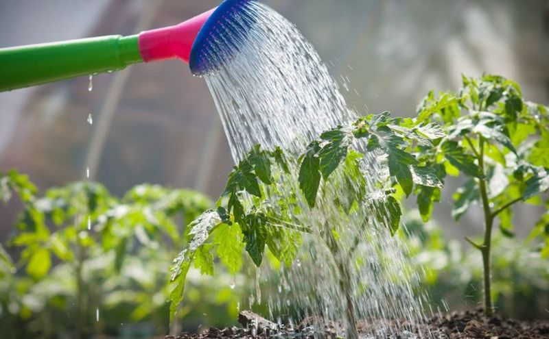 Watering with Greywater
