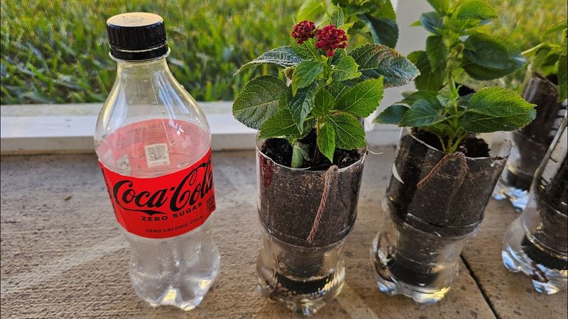 Watering with Soft Drinks
