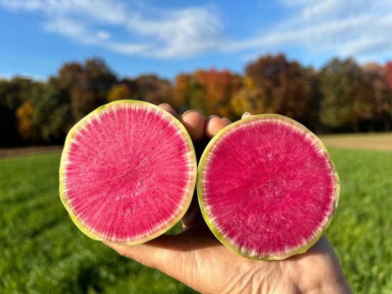 Watermelon Radishes