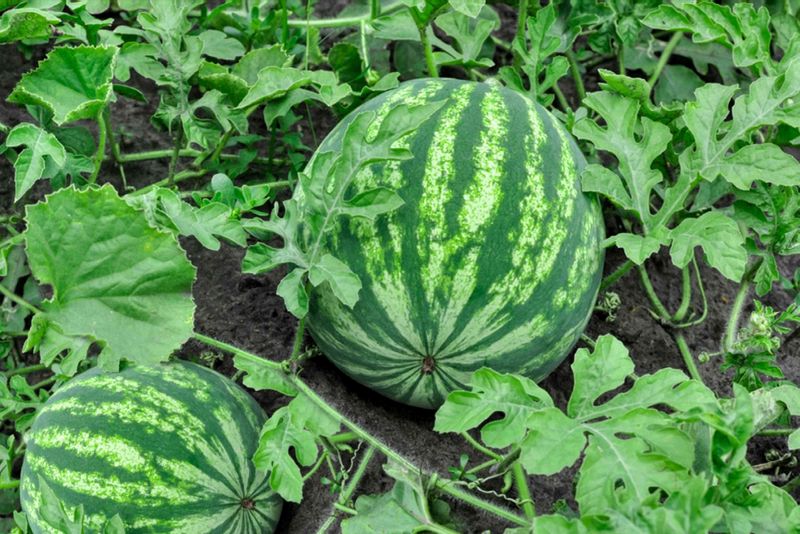 Watermelon (Sprawling)