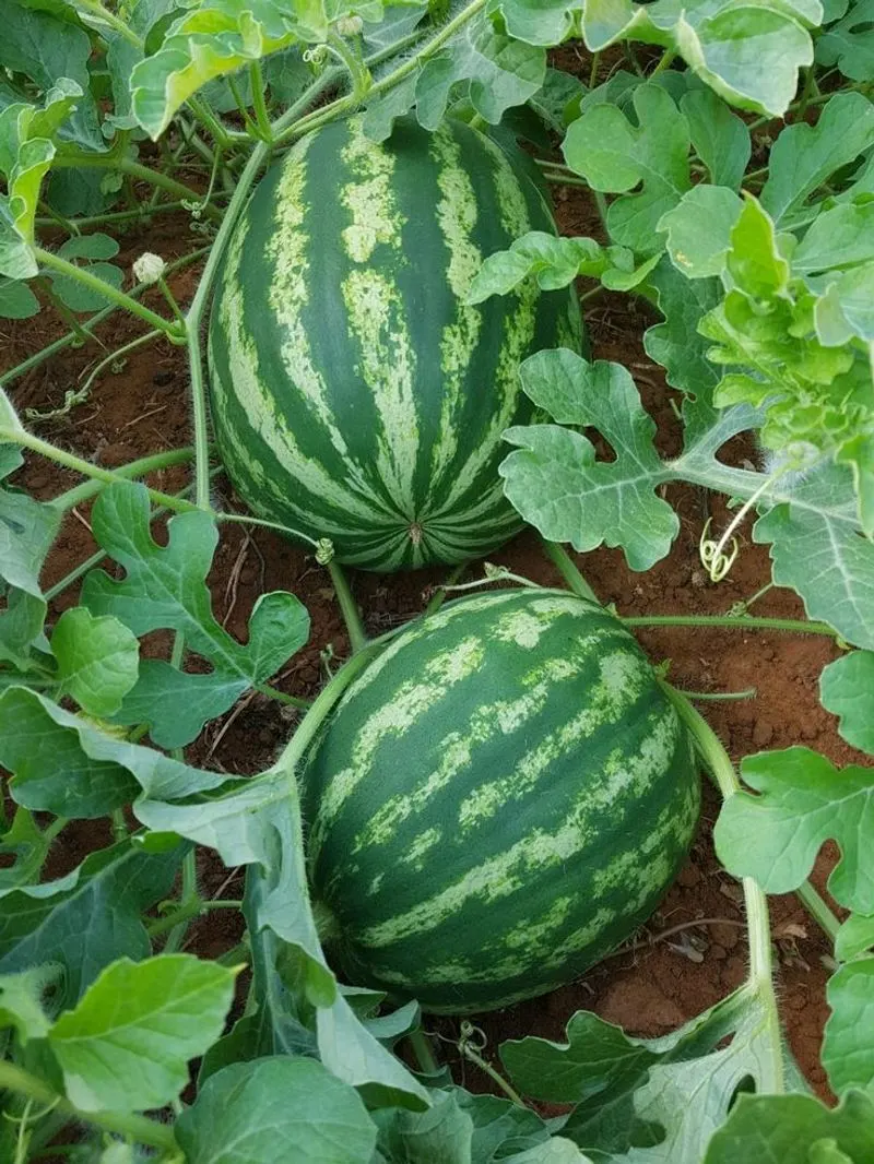 Watermelons
