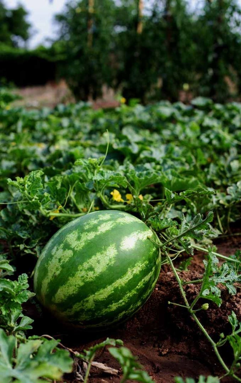 Watermelons