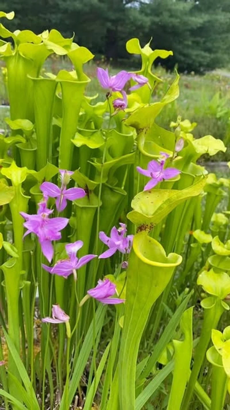 Waterwheel Plant