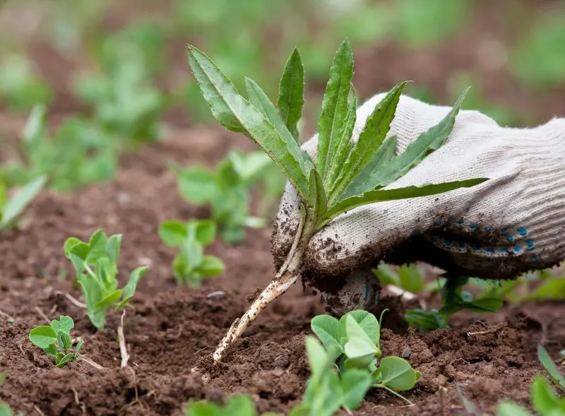 Weed Control