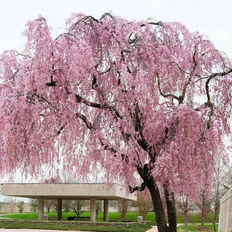 Weeping Cherry Tree