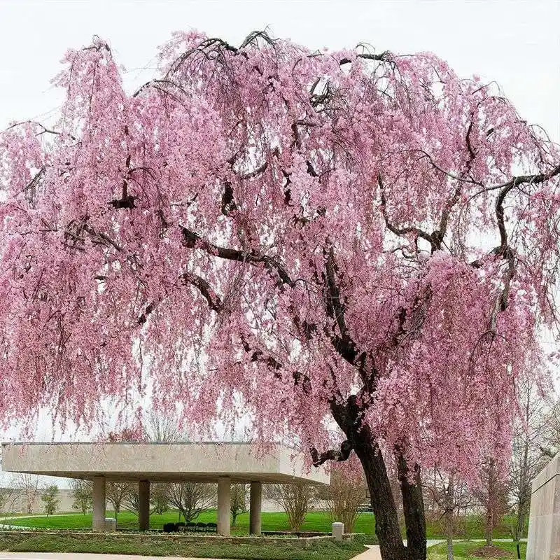 Weeping Cherry Tree