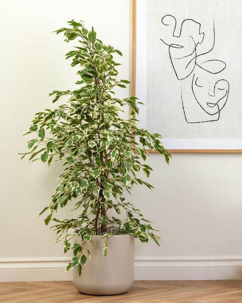Weeping Fig