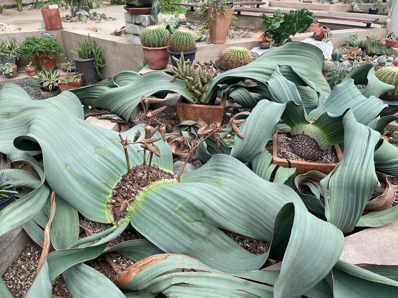 Welwitschia's Timeless Resilience