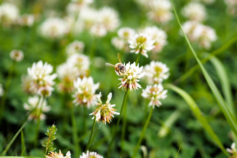 White Clover