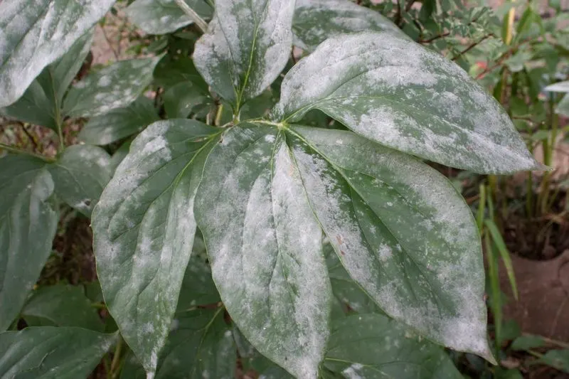 White Powder on Leaves