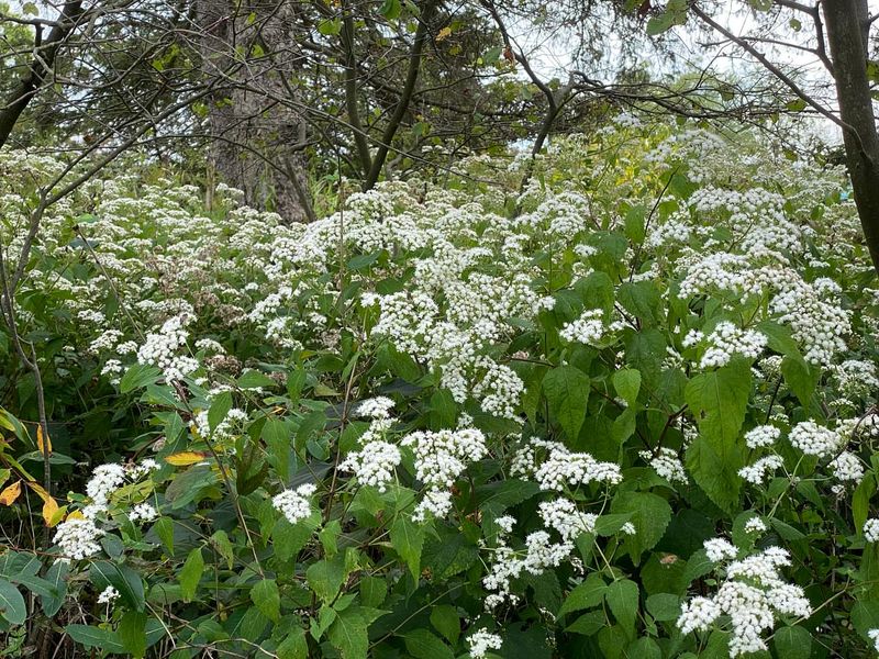 White Snakeroot