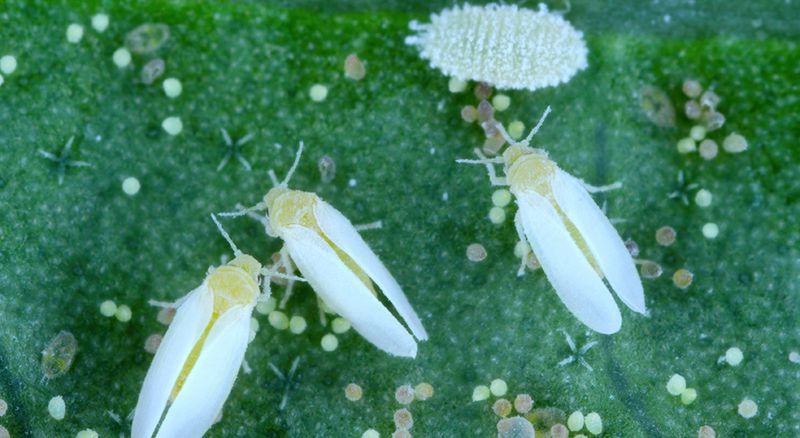 Whiteflies