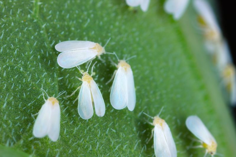 Whitefly