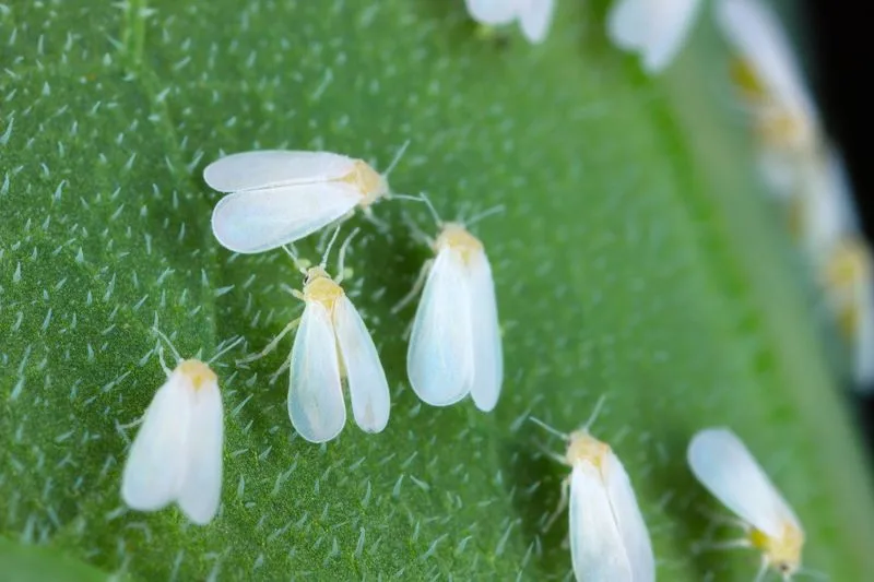Whitefly