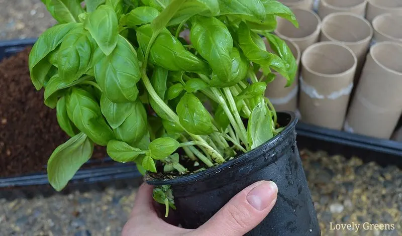Why Some Plants Thrive in Stores