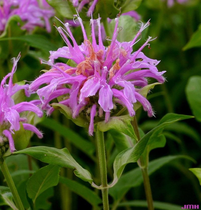 Wild Bergamot