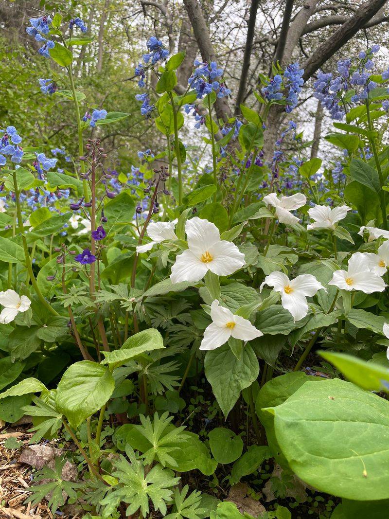 Trillium