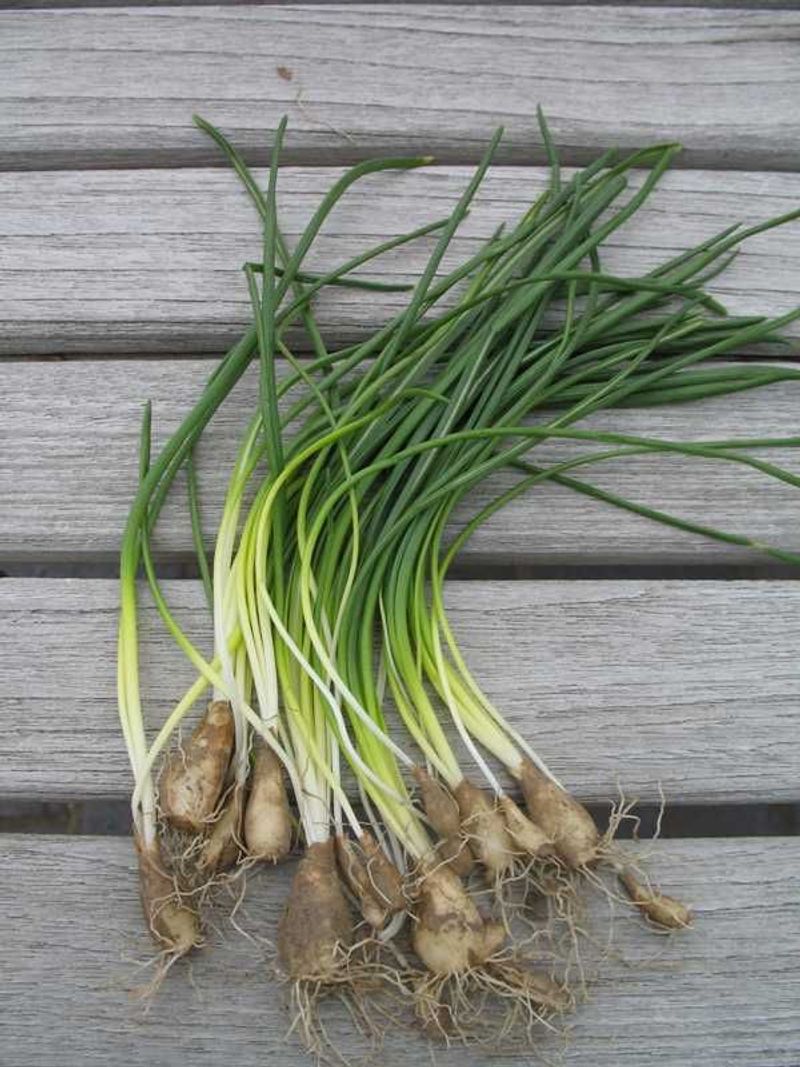 Wild Onion