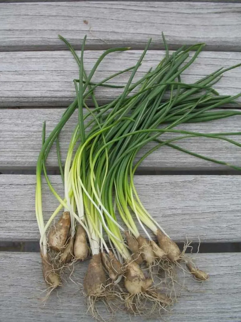 Wild Onion