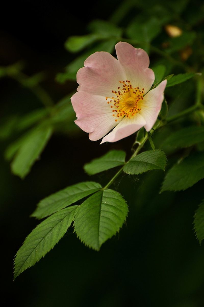 Wild Rose