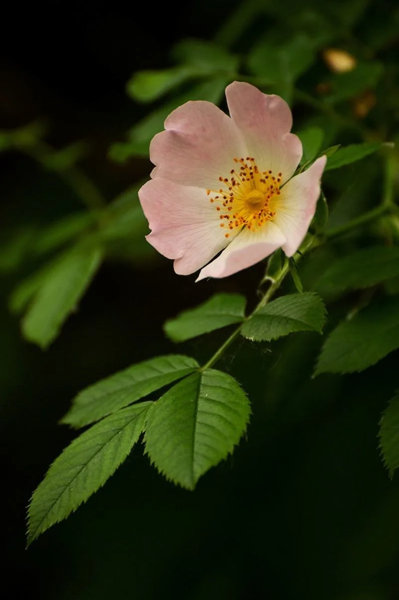 Wild Rose