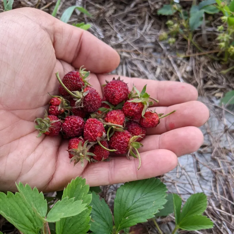 Wild Strawberry
