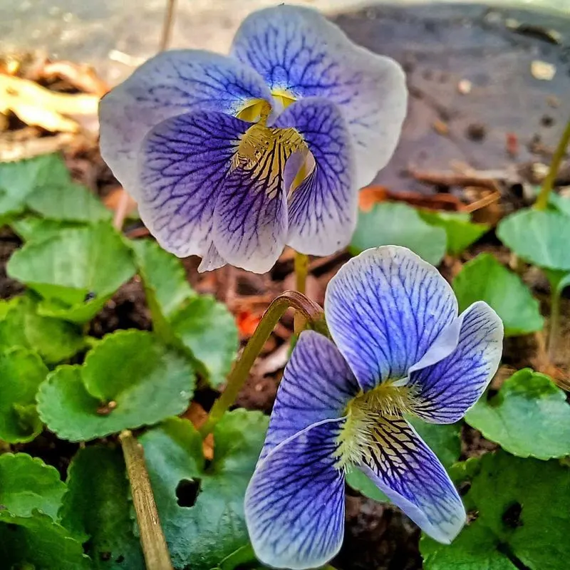 Wild Violet