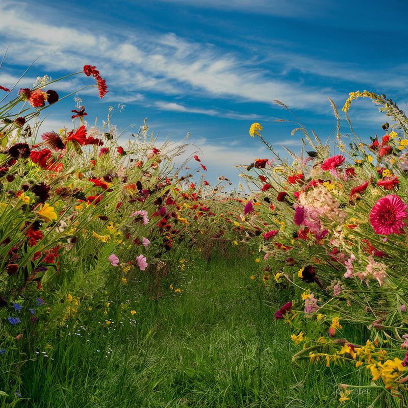 Wildflower Meadow Escape