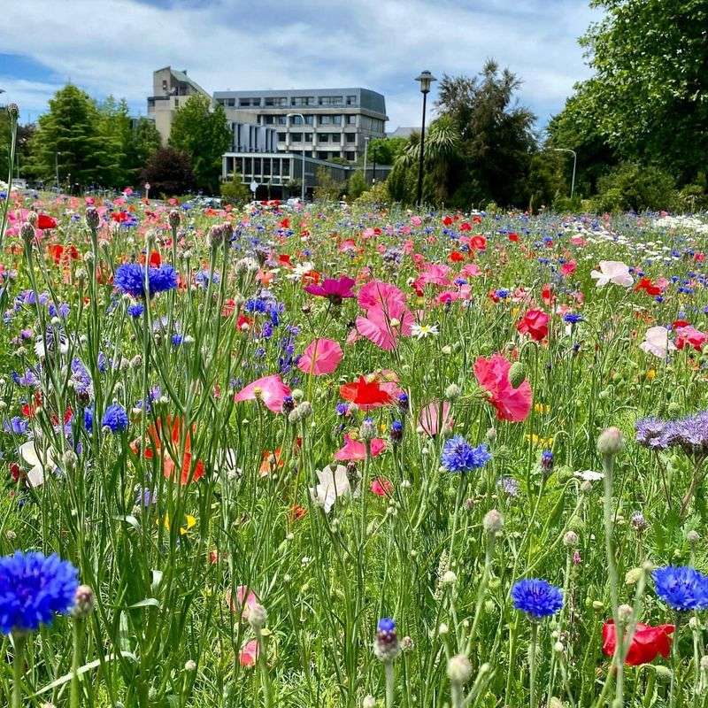 Wildflower Meadows