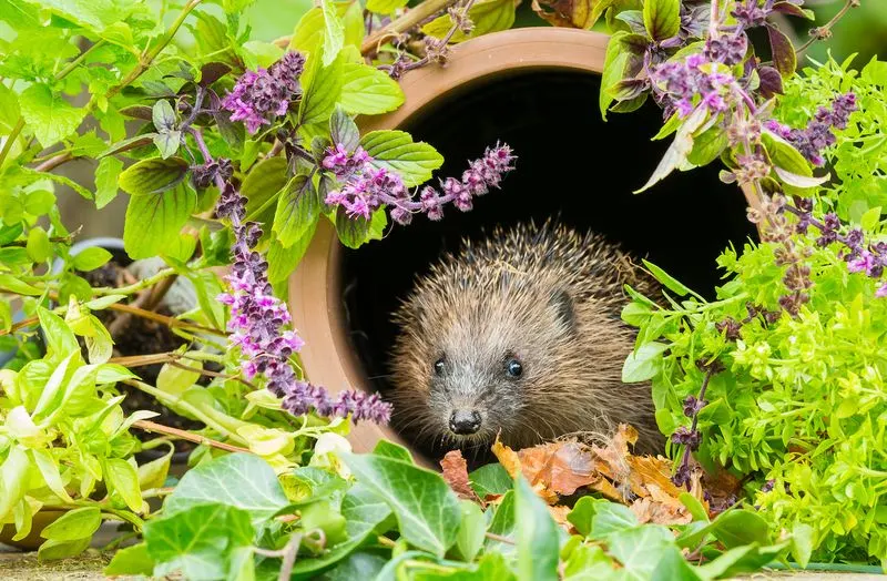 Wildlife Gardening