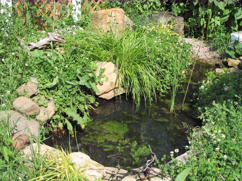 Wildlife Habitat Creation