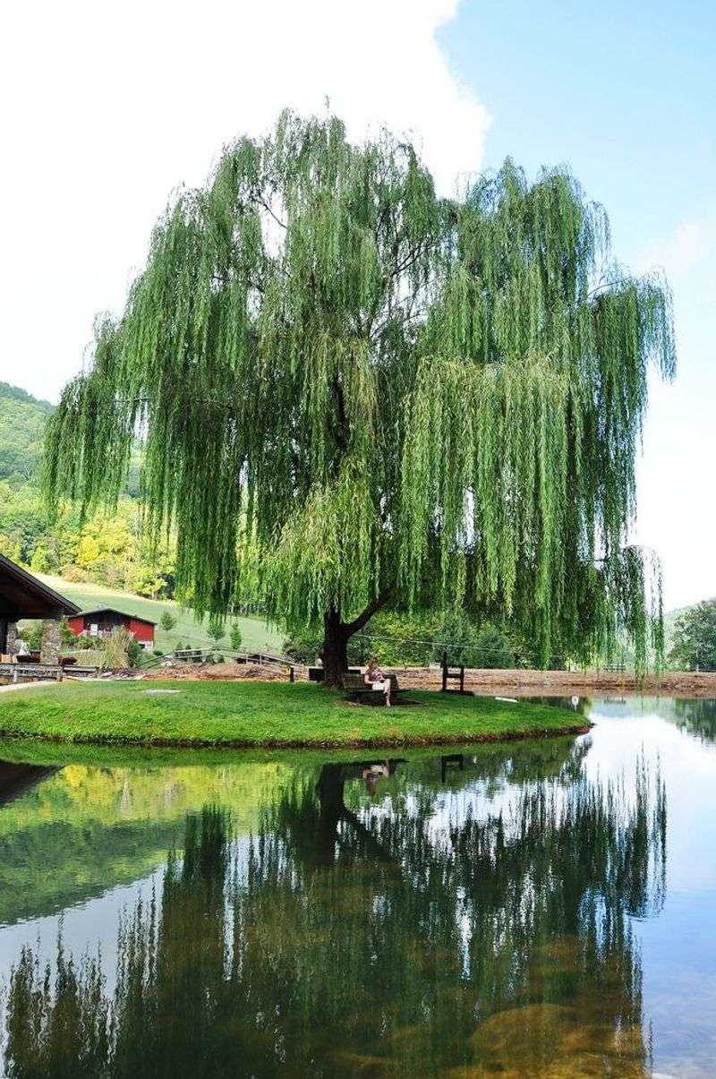 Willow Tree
