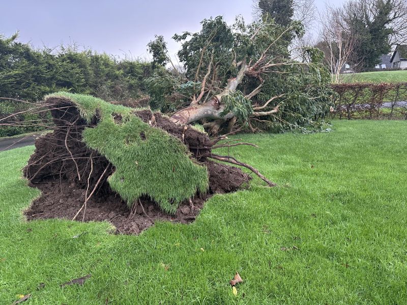 Wind Damage