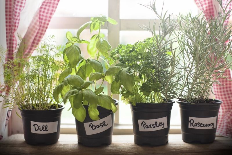 Windowsill Herb Gardens