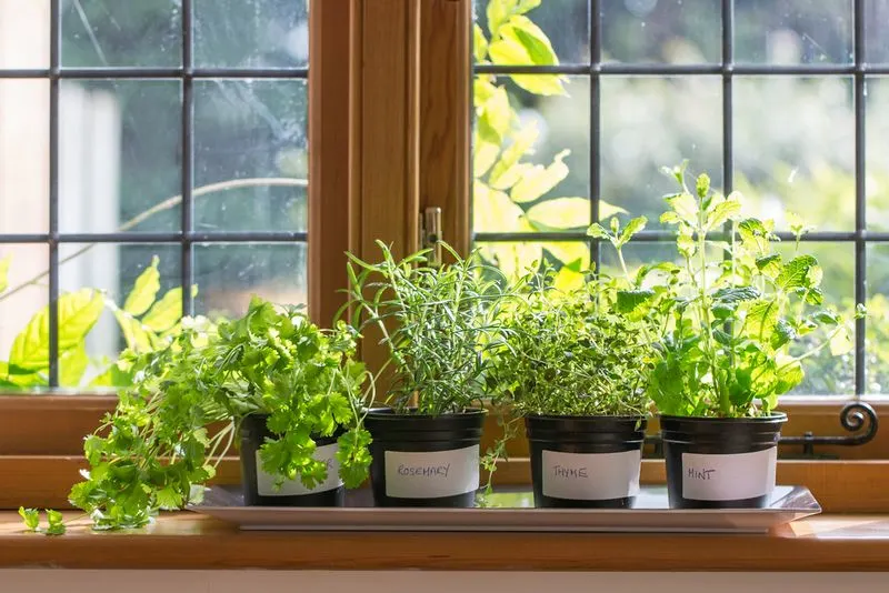 Windowsill Herb Gardens