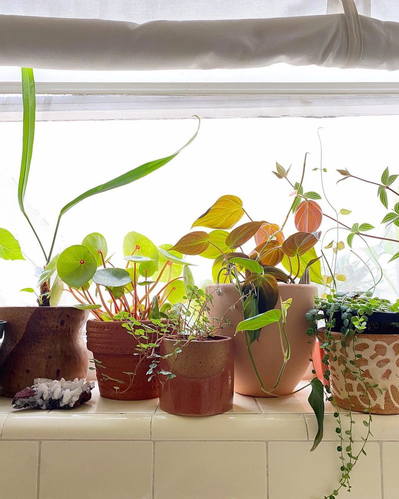 Windowsill Wonders
