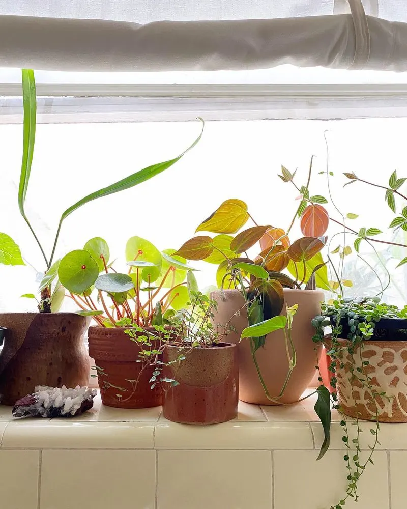 Windowsill Wonders