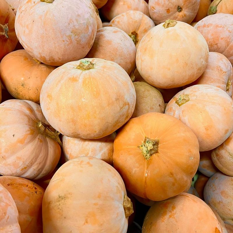 Winter Squash