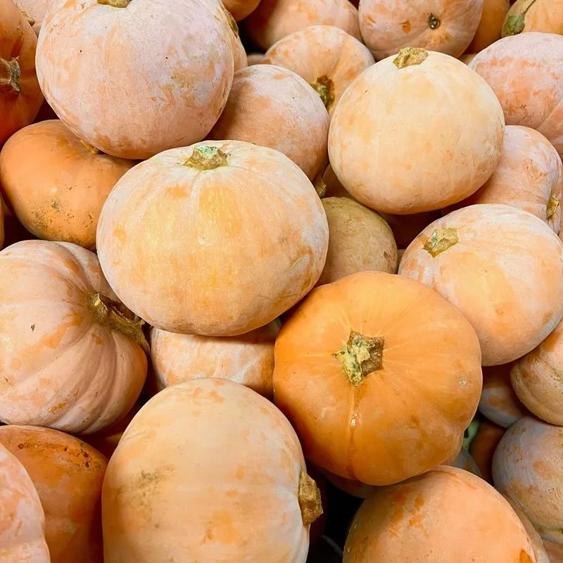 Winter Squash