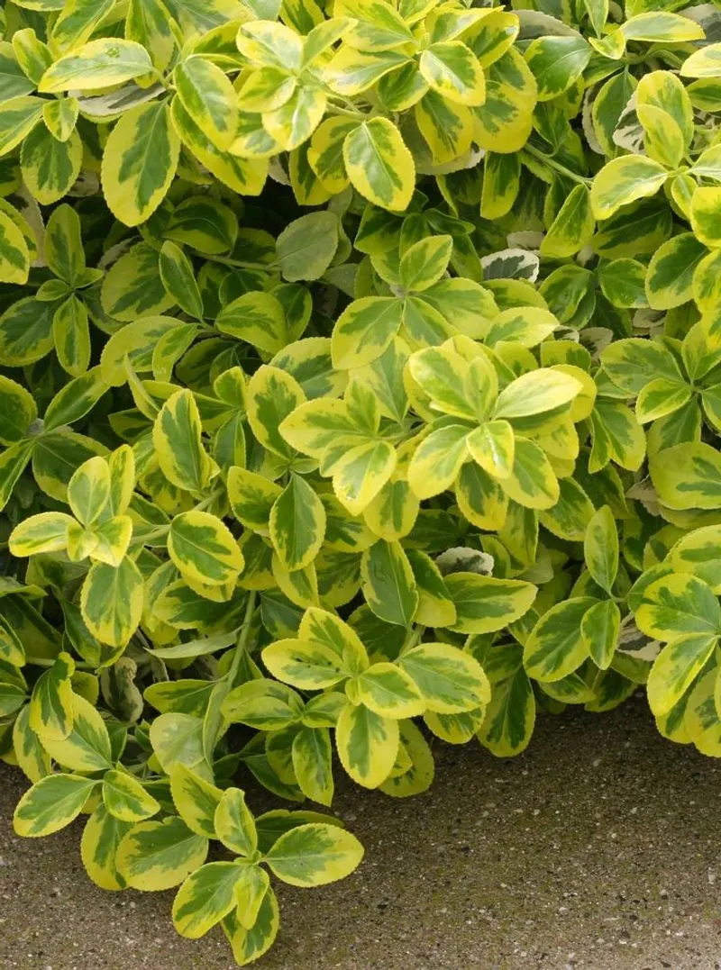 Wintercreeper (Euonymus fortunei)