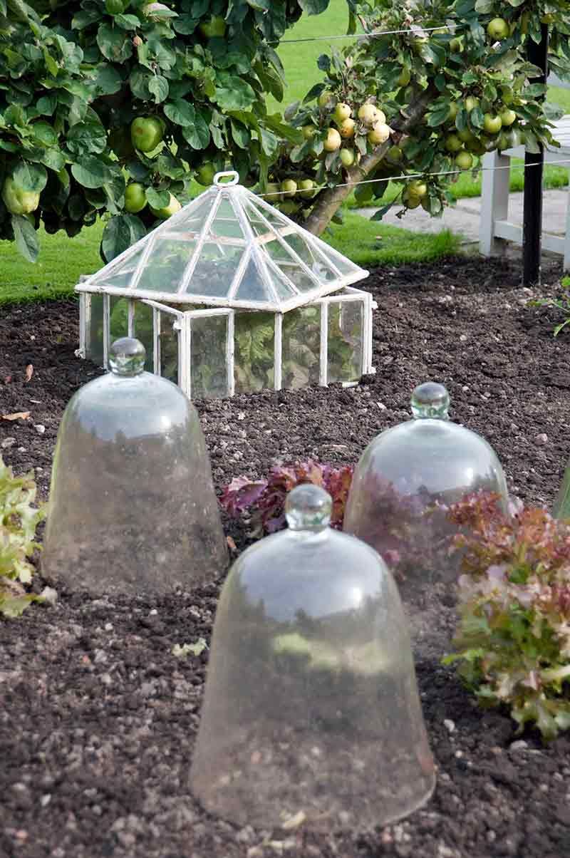 Winterizing Plants