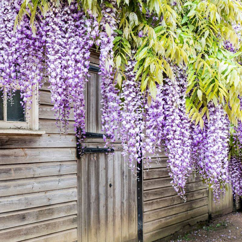 Wisteria