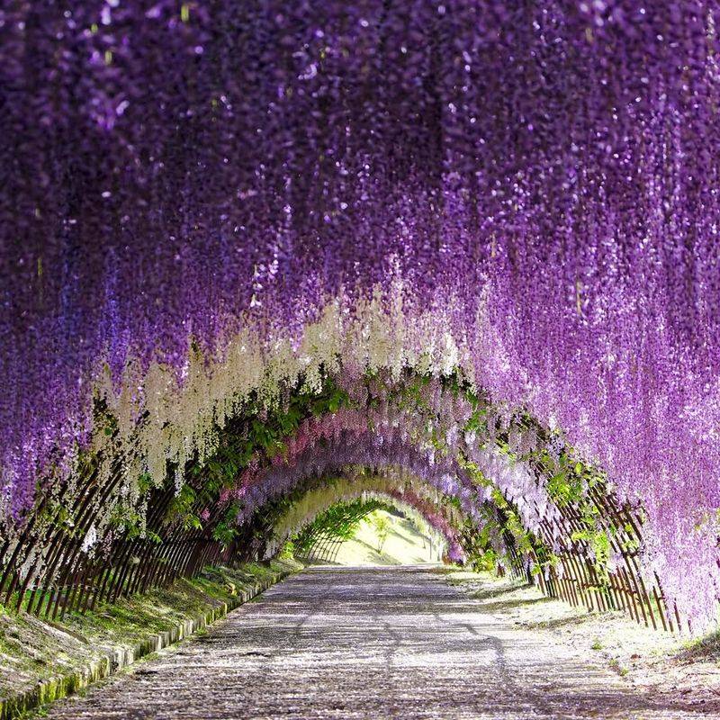 Wisteria