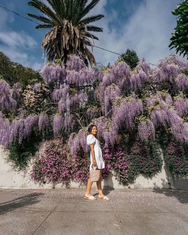 Wisteria