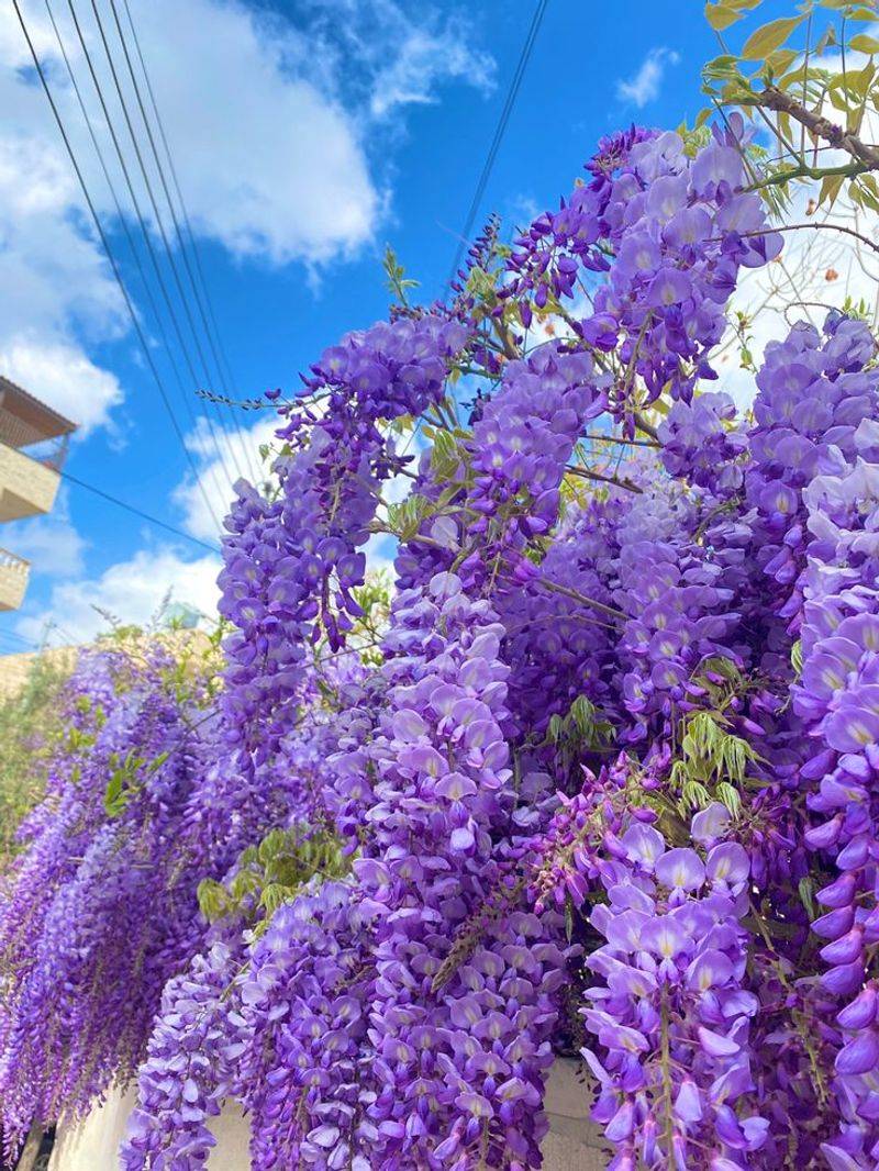 Wisteria