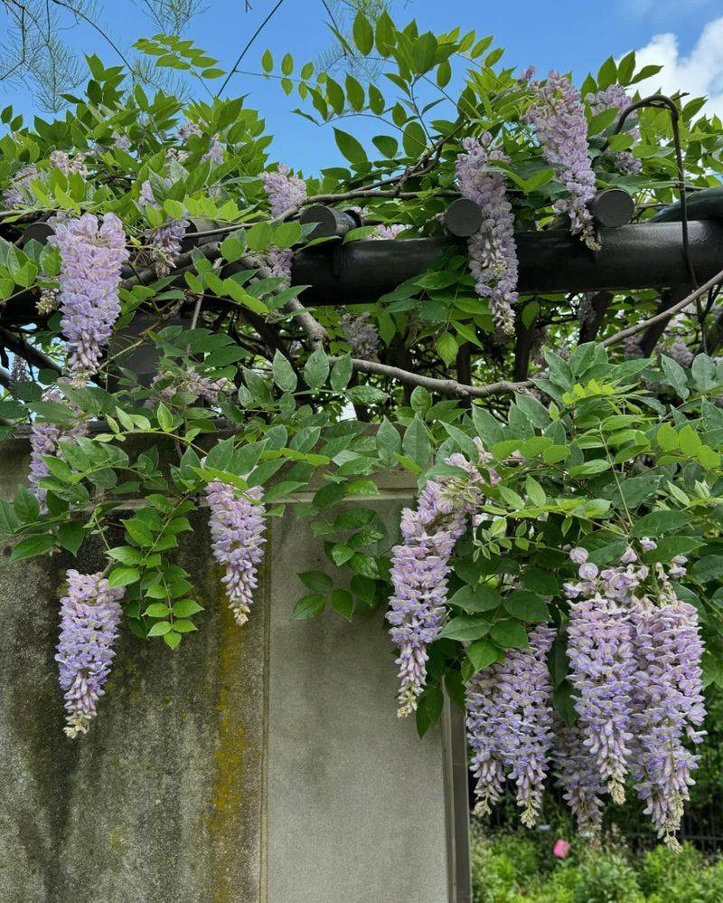 Wisteria